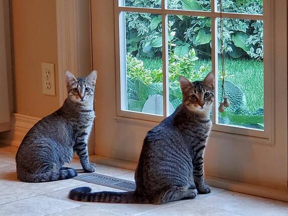 two cats looking at the camera standing in front of a door